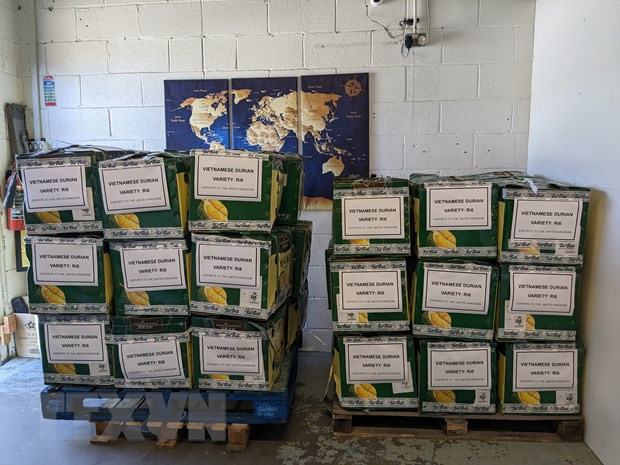 Mỗi tuần công ty TT Meridian đều đặn nhập 3-4 tấn trái sầu riêng. (Ảnh: TTXVN phát)