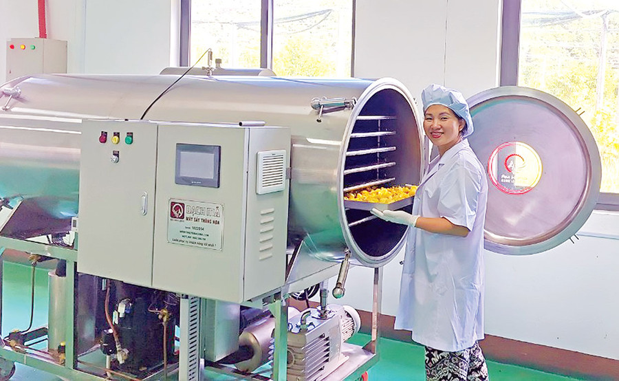 Hệ thống sấy trà hoa vàng. Ảnh: N.D Hệ thống sấy trà hoa vàng. Ảnh: N.D