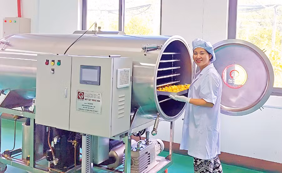 Hệ thống sấy trà hoa vàng. Ảnh: N.D