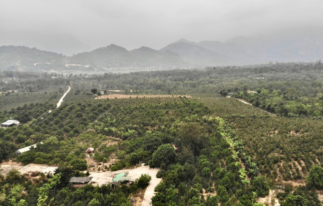 Vườn cà phê arabica bạt ngàn ở thị trấn Mường Ảng.