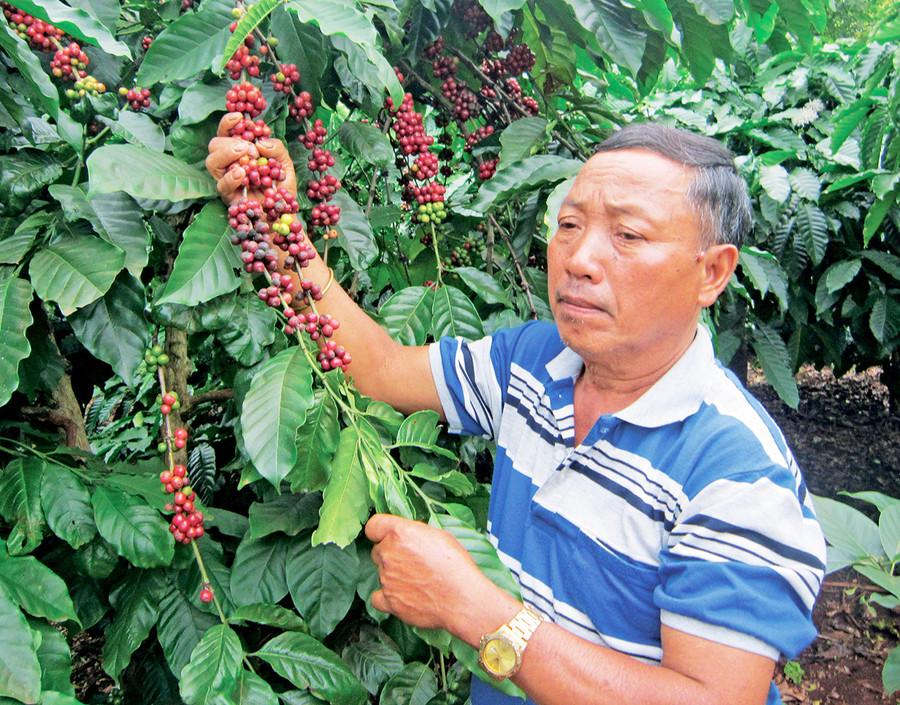 Thiếu niên Đinh Lất dũng cảm năm xưa hiện là lão nông làm kinh tế giỏi. Ảnh: N.T Thiếu niên Đinh Lất dũng cảm năm xưa hiện là lão nông làm kinh tế giỏi. Ảnh: N.T