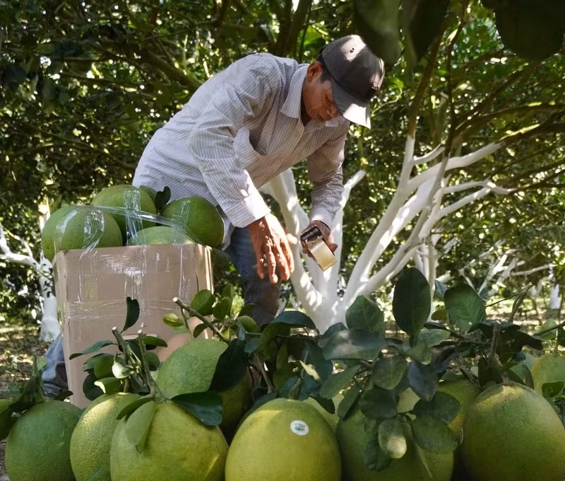 Từ tháng 7/2024 bưởi sẽ là loại quả tươi thứ ba của Việt Nam được phép nhập khẩu vào thị trường Hàn Quốc. Nguồn ảnh Saigon Co.op