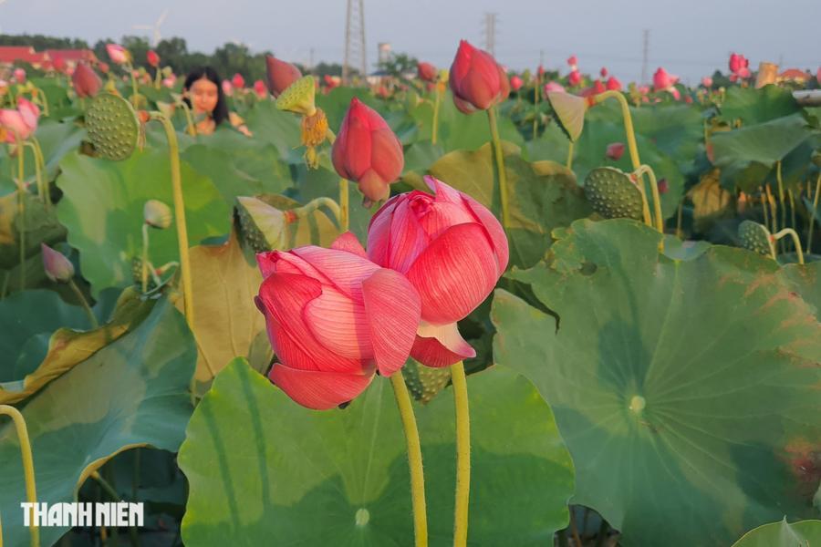 Những bông sen được nhập giống từ Huế đang nở rộ trên vùng quê Quảng Bình. Ảnh: Bá Cường