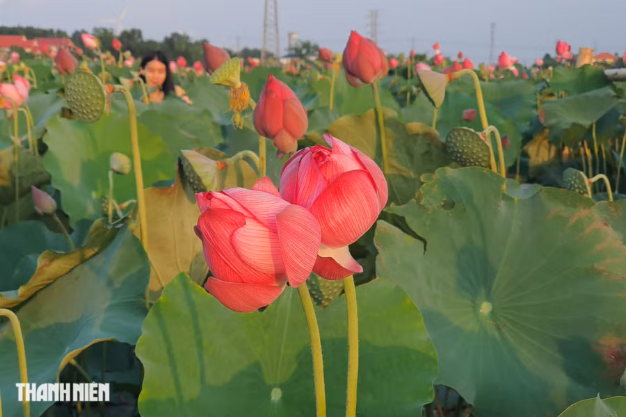 Những bông sen được nhập giống từ Huế đang nở rộ trên vùng quê Quảng Bình. Ảnh: Bá Cường