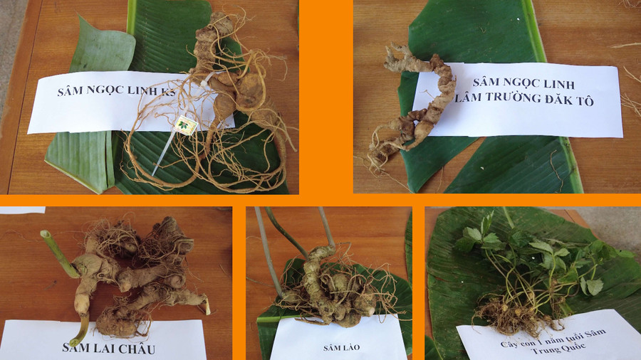 Các loại sâm được giới thiệu tại huyện Tu Mơ Rông. Ảnh: T.B