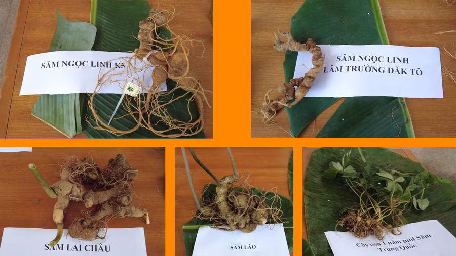 Các loại sâm được giới thiệu tại huyện Tu Mơ Rông. Ảnh: T.B