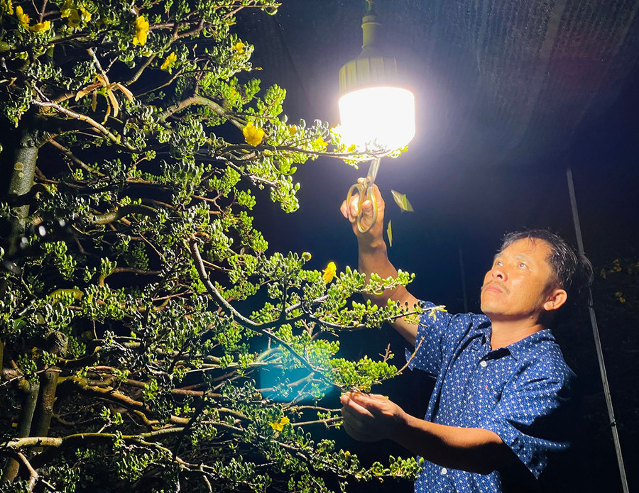 Ông Lê Văn Thảo (tổ 5, phường Yên Thế, TP. Pleiku) chong đèn chăm sóc vườn mai. Ảnh: T.D Ông Lê Văn Thảo (tổ 5, phường Yên Thế, TP. Pleiku) chong đèn chăm sóc vườn mai. Ảnh: T.D