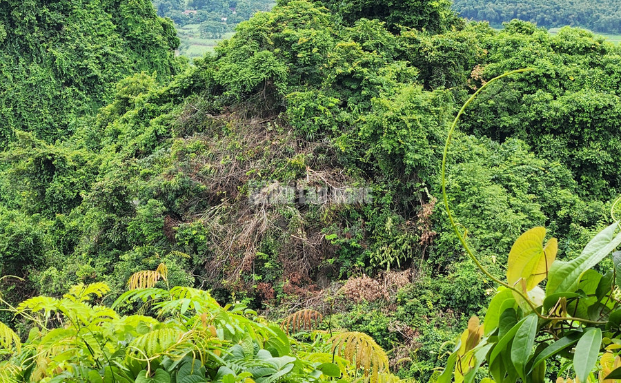 Khoảnh rừng tự nhiên bị chặt hạ. Khoảnh rừng tự nhiên bị chặt hạ.