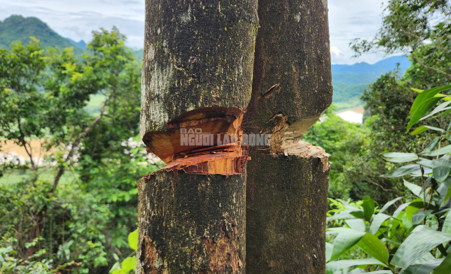 Hàng chục cây gỗ rừng tự nhiên bị triệt hạ cho chết dần khiến người dân thôn Điền Giang bất bình. Hàng chục cây gỗ rừng tự nhiên bị triệt hạ cho chết dần khiến người dân thôn Điền Giang bất bình.