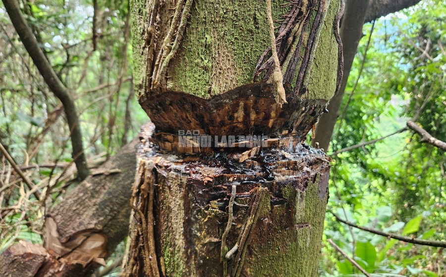 Một cây trám rừng ứa nhựa khi bị chặt sâu vào thân Một cây trám rừng ứa nhựa khi bị chặt sâu vào thân
