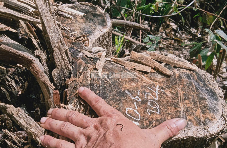 Vị trí này đã được kiểm lâm kiểm tra, đánh dấu hôm 10-8. Vị trí này đã được kiểm lâm kiểm tra, đánh dấu hôm 10-8.