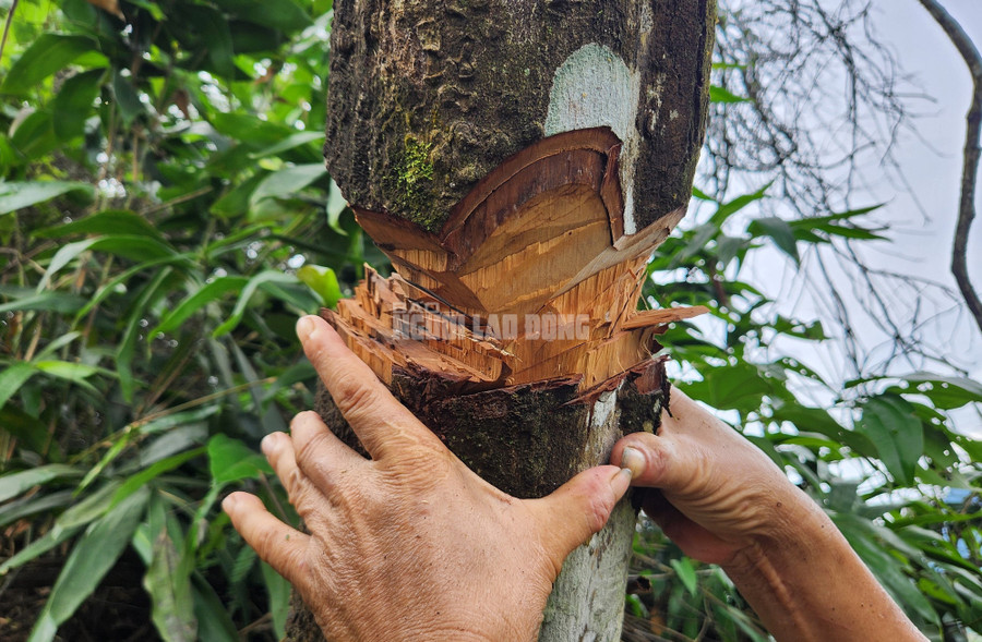 Người dân và chính quyền địa phương nhận định việc phá hoại rừng có mưu đồ xấu Người dân và chính quyền địa phương nhận định việc phá hoại rừng có mưu đồ xấu