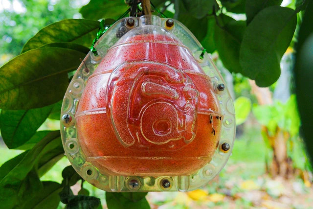 Bưởi đỏ Đông Cao gồm hai loại: Bánh men và trái mũm, được ép khuôn tạo hình hai chữ tài - lộc từ lúc quả còn non