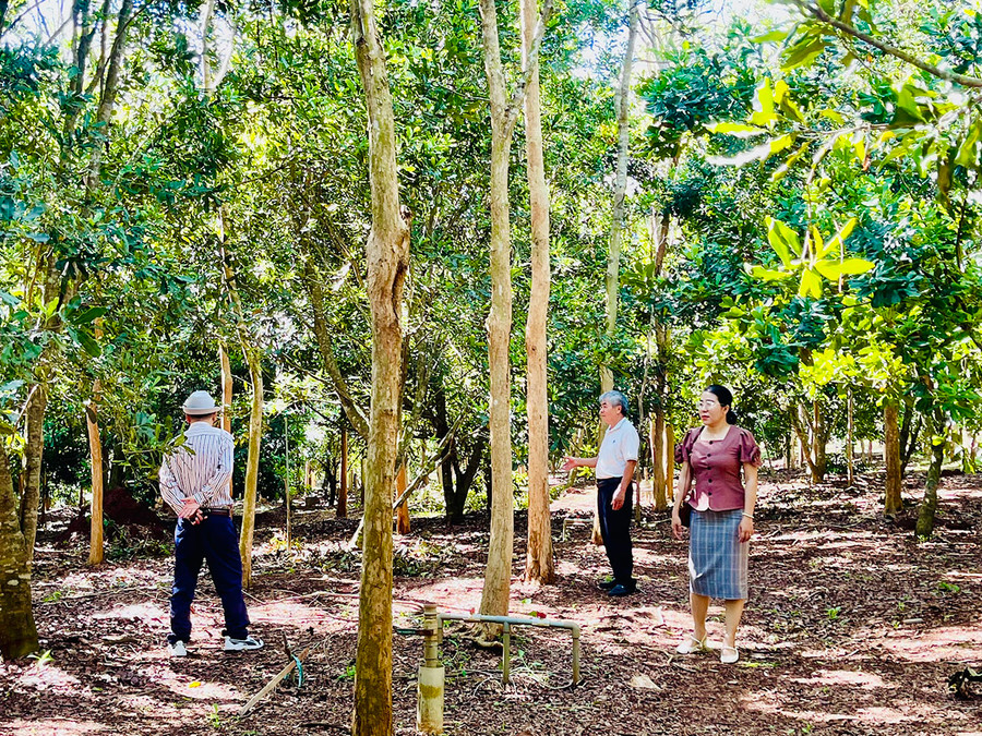 Nhiều vườn rẫy, trang trại trồng cây mắc ca ở huyện Kbang phát triển rất tốt. Ảnh: Đ.M.P Nhiều vườn rẫy, trang trại trồng cây mắc ca ở huyện Kbang phát triển rất tốt. Ảnh: Đ.M.P