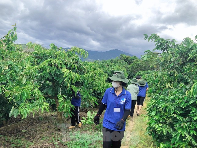 Thanh niên tình nguyện giúp người dân vặt chồi, làm cỏ cà phê ảnh 2