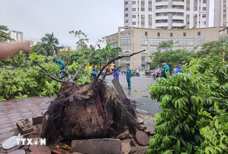 Cây đổ trên phố Tân Mai (quận Hoàng Mai, Hà Nội) được lực lượng chức năng dọn dẹp, thu gom. (Ảnh: Thanh Tùng/TTXVN) Cây đổ trên phố Tân Mai (quận Hoàng Mai, Hà Nội) được lực lượng chức năng dọn dẹp, thu gom. (Ảnh: Thanh Tùng/TTXVN)