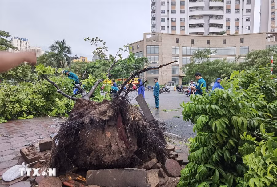 Cây đổ trên phố Tân Mai (quận Hoàng Mai, Hà Nội) được lực lượng chức năng dọn dẹp, thu gom. (Ảnh: Thanh Tùng/TTXVN)