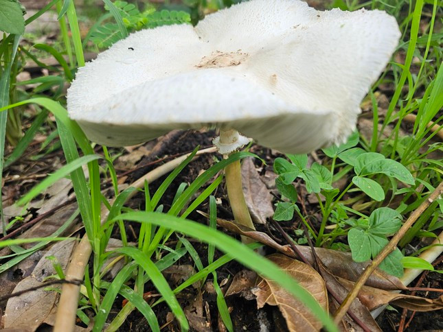 Một tai nấm to trồi lên từ mặt đất.