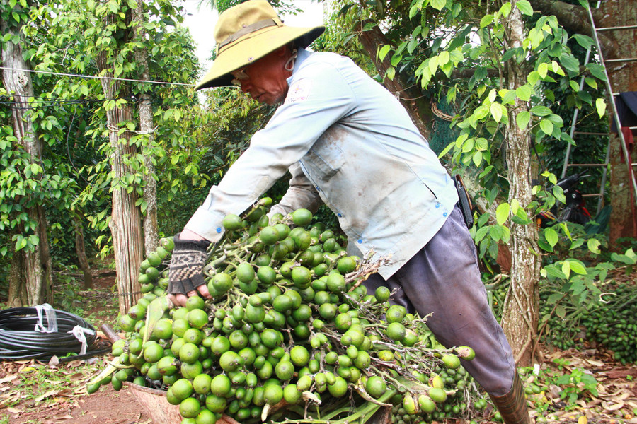 Một chủ vườn cau giúp Hà tập kết cau đã hái xuống. Ảnh: Tiến Thoại Một chủ vườn cau giúp Hà tập kết cau đã hái xuống. Ảnh: Tiến Thoại