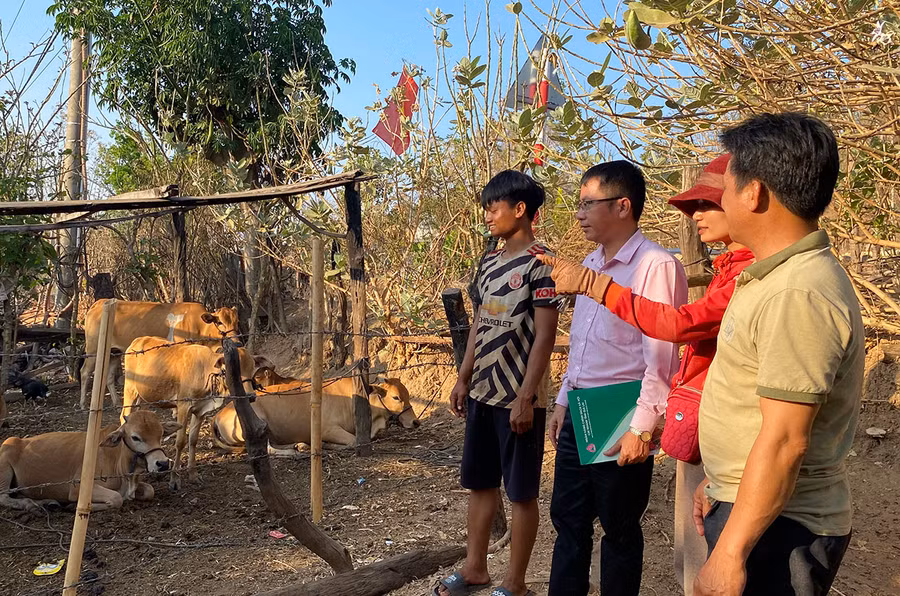 Thông qua nguồn vốn ưu đãi của Nhà nước, người dân làng Plei Hlốp đầu tư chăn nuôi bò để phát triển kinh tế. Ảnh: H.B