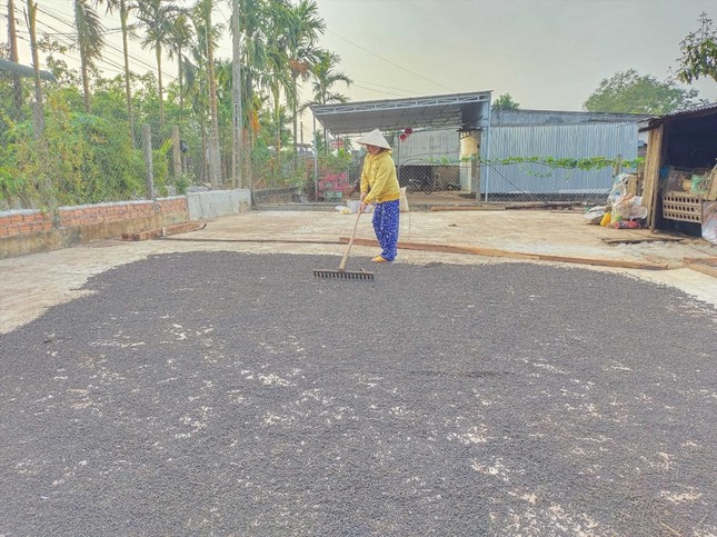 Tiêu sau khi thu hoạch sẽ được phơi khô