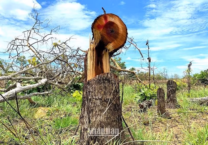 Nhiều cây rừng tự nhiên có đường kính lớn tại Tiểu khu 222 và Tiểu khu 205 do Ủy ban nhân dân xã Ya Tờ Mốt, huyện Ea Súp quản lý bị triệt hạ. (Ảnh được chụp vào tháng 4/2022)