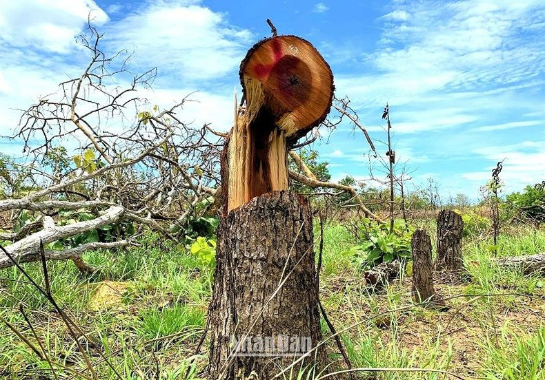 Nhiều cây rừng tự nhiên có đường kính lớn tại Tiểu khu 222 và Tiểu khu 205 do Ủy ban nhân dân xã Ya Tờ Mốt, huyện Ea Súp quản lý bị triệt hạ. (Ảnh được chụp vào tháng 4/2022)