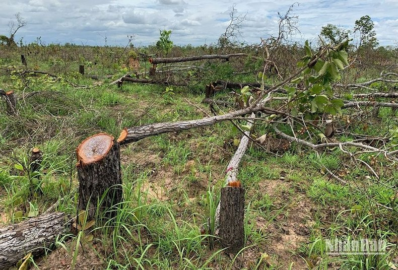 Rừng tại Tiểu khu 222 và Tiểu khu 205 do Ủy ban nhân dân xã Ya Tờ Mốt, huyện Ea Súp quản lý bị tàn phá. (Ảnh được chụp vào tháng 4/2022)