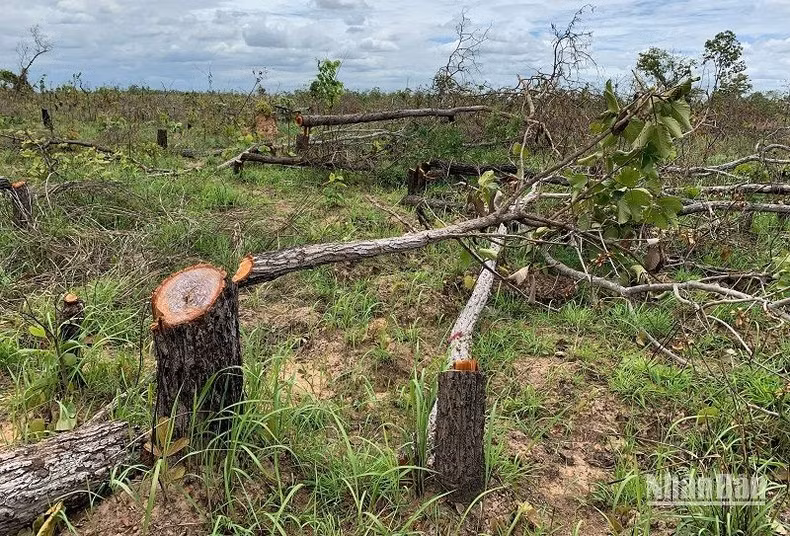 Rừng tại Tiểu khu 222 và Tiểu khu 205 do Ủy ban nhân dân xã Ya Tờ Mốt, huyện Ea Súp quản lý bị tàn phá. (Ảnh được chụp vào tháng 4/2022)