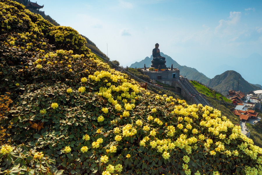 Thảm hoa từ những gốc cổ thụ cũng rực rỡ hơn và mang sức sống mãnh liệt giữa đại ngàn