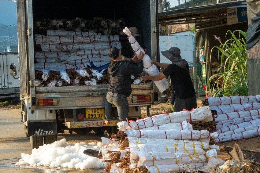 Lay ơn Lâm Đồng được xem là nguồn cung chính cho miền Nam.