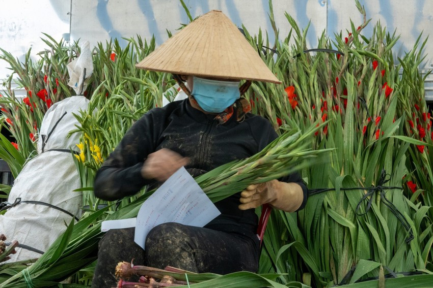 Nhờ thời tiết thuận lợi, năm nay nông dân Lâm Đồng bội thu lay ơn vụ tết.