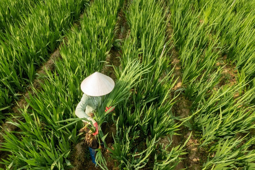 Giá hoa hiện tại dao động từ 50.000 - 55.000đồng/bó 10 bông.