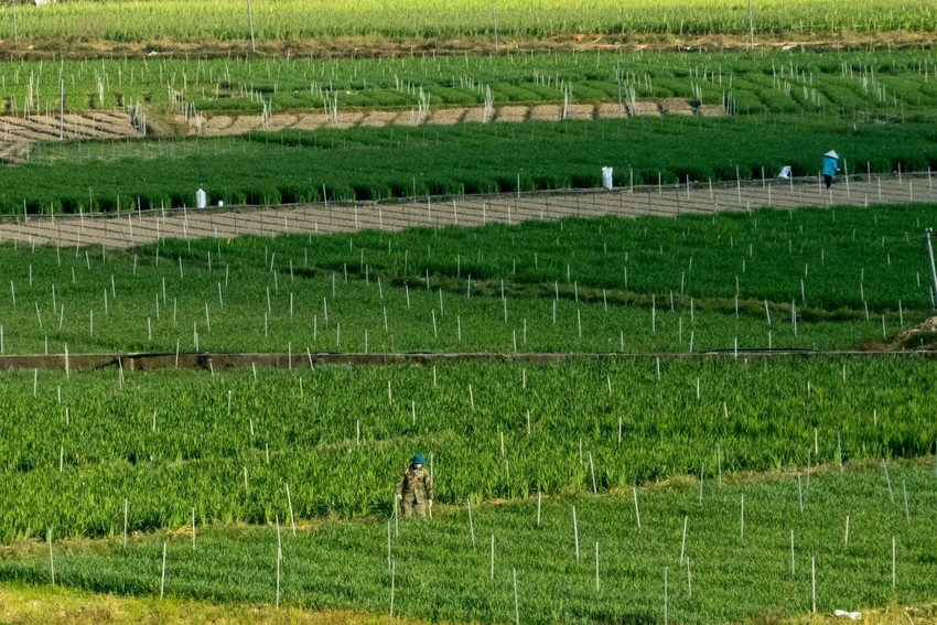 Lay ơn được chăm sóc thường xuyên vì loài hoa này thường gặp một số bệnh như trắng lá, héo vàng