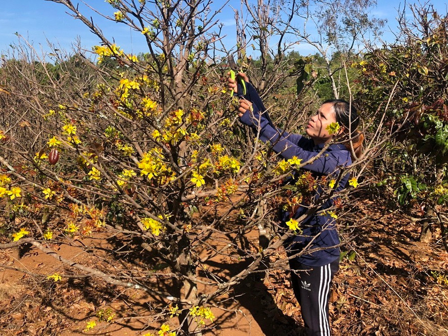 Người trồng mai ở xã Ia Kênh, thành phố Pleiku, tỉnh Gia Lai, cắt tỉa cành cho vụ hoa Tết 2024. (Ảnh: Hồng Điệp/TTXVN) Người trồng mai ở xã Ia Kênh, thành phố Pleiku, tỉnh Gia Lai, cắt tỉa cành cho vụ hoa Tết 2024. (Ảnh: Hồng Điệp/TTXVN)