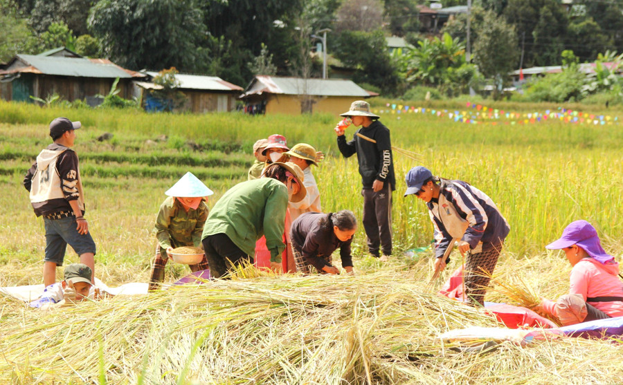Đồng bào Xơ Đăng đang bắt đầu vào mùa thu hoạch lúa Đồng bào Xơ Đăng đang bắt đầu vào mùa thu hoạch lúa