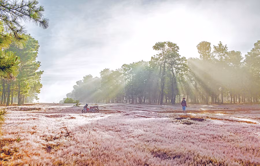 Cỏ hồng nằm nghiêng dưới những gốc thông già. Ảnh: Huỳnh Bảo