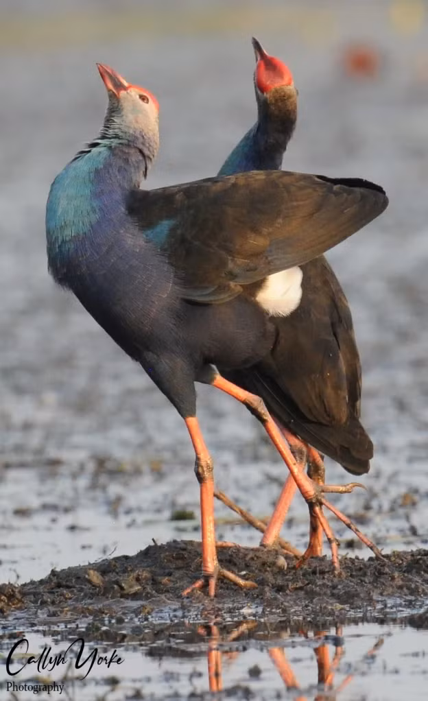 Chim trích cồ do TS Callyn York chụp ở Vườn quốc gia Tràm Chim. Ảnh: NVCC