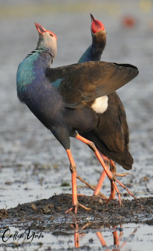 Chim trích cồ do TS Callyn York chụp ở Vườn quốc gia Tràm Chim. Ảnh: NVCC