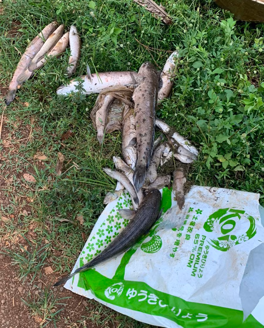 Cá bị chết được người dân thu gom. Ảnh: V.H