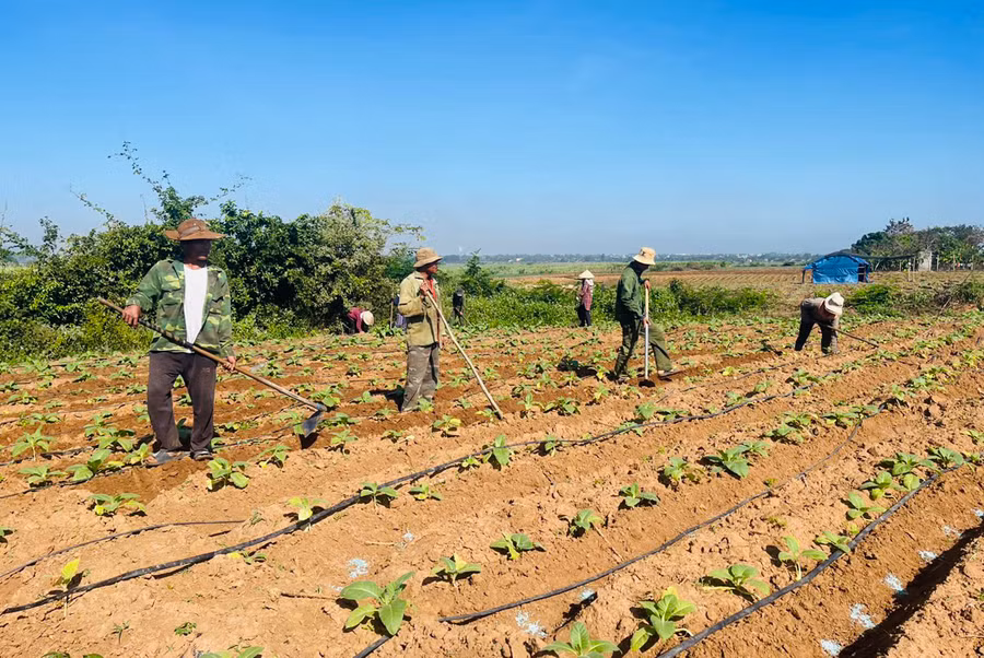 Người dân xã Ia Rtô ứng dụng hệ thống tưới tiết kiệm vào sản xuất để nâng cao năng suất cây trồng. Ảnh: V.C
