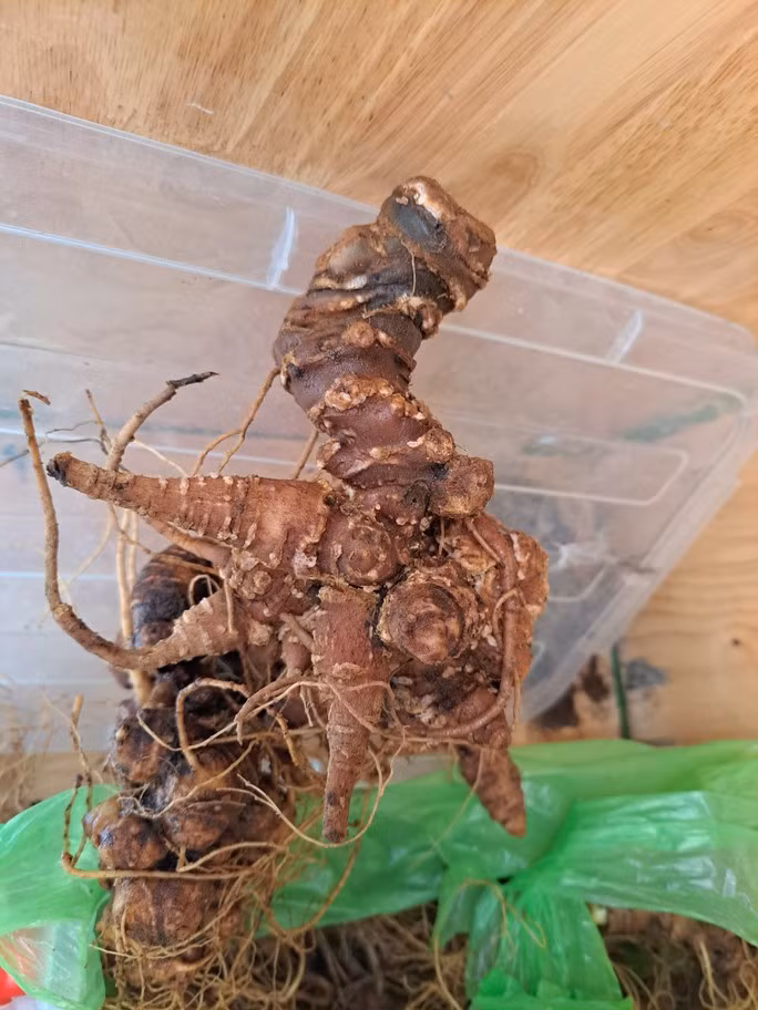 Phát hiện 2 kg sâm Ngọc Linh nghi giả chuẩn bị tuồn vào hội chợ - Ảnh 2.