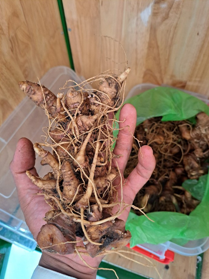 Phát hiện 2 kg sâm Ngọc Linh nghi giả chuẩn bị tuồn vào hội chợ - Ảnh 5. Những củ nghi là sâm Ngọc Linh giả suýt bị tuồn vào hội chợ
