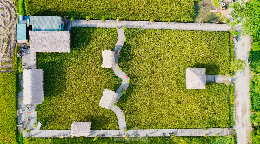 Nằm ở ngoại ô Hà Nội, quán cà phê nằm giữa cánh đồng lúa chín vàng ươm đang thu hút nhiều bạn trẻ đến check-in, giải tỏa bầu không khí oi bức, ngột ngạt của những ngày hè. Nằm ở ngoại ô Hà Nội, quán cà phê nằm giữa cánh đồng lúa chín vàng ươm đang thu hút nhiều bạn trẻ đến check-in, giải tỏa bầu không khí oi bức, ngột ngạt của những ngày hè.