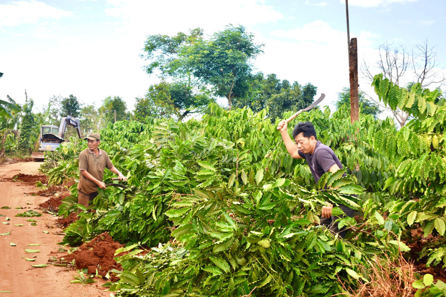Người dân chặt bỏ cà phê để hiến đất làm đường liên xã Ia Tô đi Ia Pếch. Ảnh: Vũ Thảo Người dân chặt bỏ cà phê để hiến đất làm đường liên xã Ia Tô đi Ia Pếch. Ảnh: Vũ Thảo