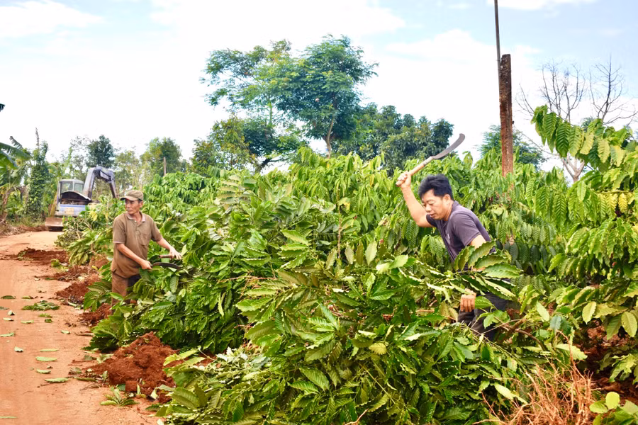 Người dân chặt bỏ cà phê để hiến đất làm đường liên xã Ia Tô đi Ia Pếch. Ảnh: Vũ Thảo