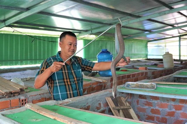 Anh Phan Thanh Bình hiểu rõ tập tính, thói quen của rắn hổ mang Anh Phan Thanh Bình hiểu rõ tập tính, thói quen của rắn hổ mang