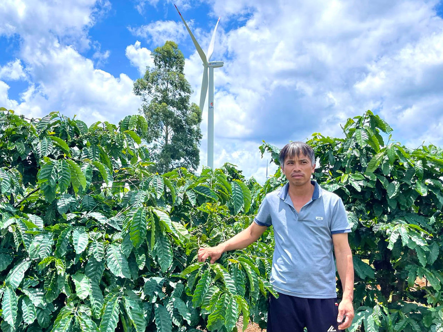 Ông Nguyễn Văn Thiềng (làng Sát Tâu) có hơn 1 ha cà phê bị ảnh hưởng bởi hành lang an toàn trụ điện gió. Ảnh: Minh Nguyễn