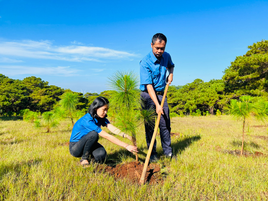 Đoàn viên, thanh niên phường Ia Kring (TP. Pleiku) chăm sóc cây thông tại khu vực rừng phòng hộ Bắc Biển Hồ. Ảnh: P.L Đoàn viên, thanh niên phường Ia Kring (TP. Pleiku) chăm sóc cây thông tại khu vực rừng phòng hộ Bắc Biển Hồ. Ảnh: P.L