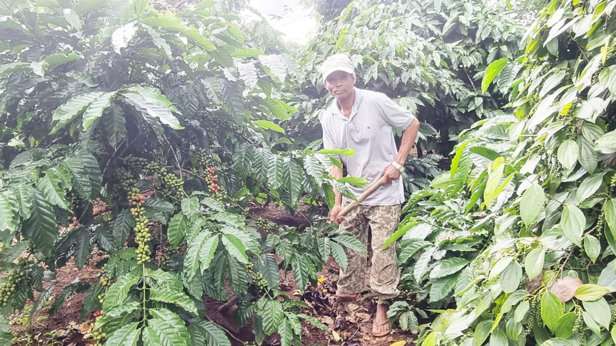 Ông Klu (làng Ea Lũh, xã Nghĩa Hưng) chăm sóc vườn cà phê của gia đình. Ảnh: H.P Ông Klu (làng Ea Lũh, xã Nghĩa Hưng) chăm sóc vườn cà phê của gia đình. Ảnh: H.P